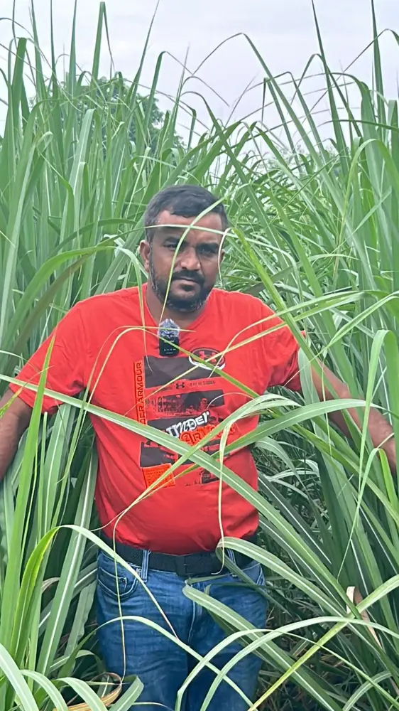 Wide photo of a healthy sugarcane crop in the field, ideally with the farmer, in Gujarat