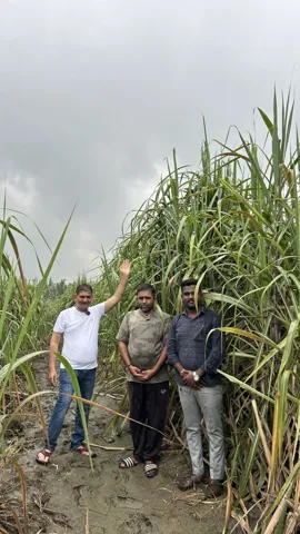 Field visit with sugarcane growers