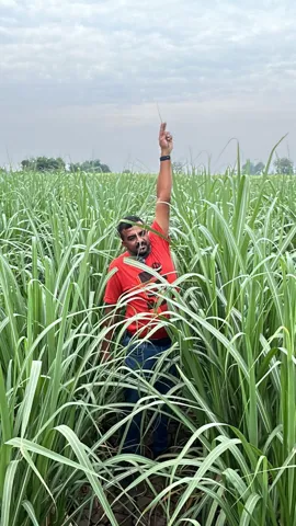 Field visit with sugarcane growers